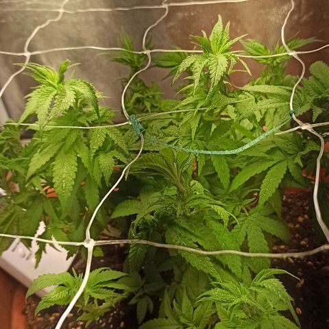 Sweet ZZ growlog timeline photo