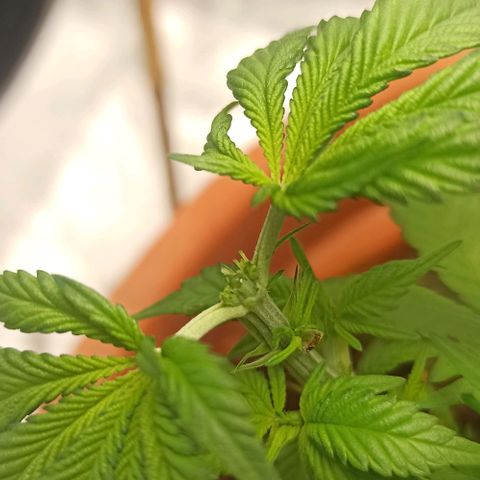 Sweet ZZ growlog photo: Topping technique 