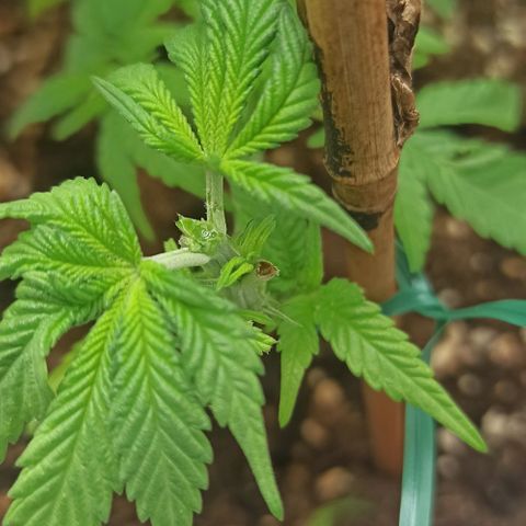 Sweet ZZ growlog photo: Topping technique 