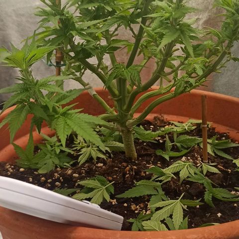 Sweet ZZ growlog timeline photo