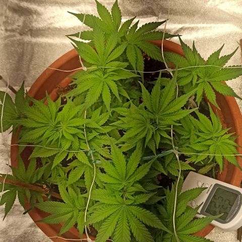 Sweet ZZ growlog timeline photo