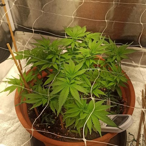 Sweet ZZ growlog timeline photo