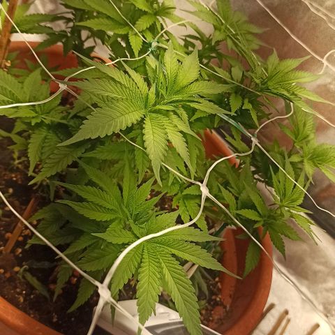 Sweet ZZ growlog timeline photo