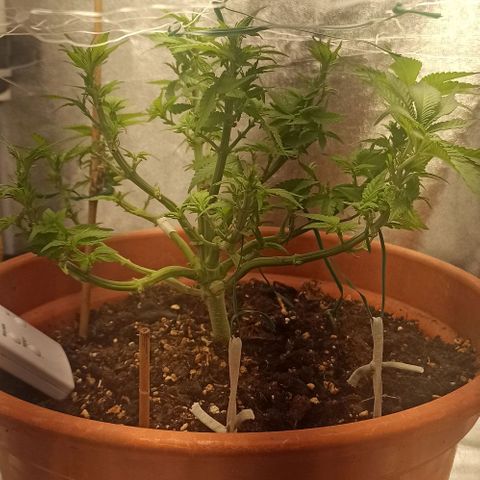 Sweet ZZ growlog timeline photo