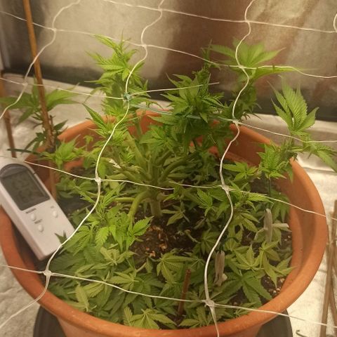 Sweet ZZ growlog timeline photo