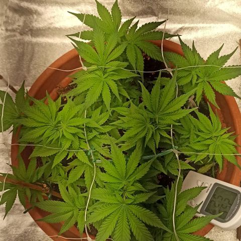 Sweet ZZ growlog timeline photo