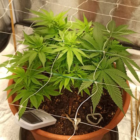 Sweet ZZ growlog timeline photo