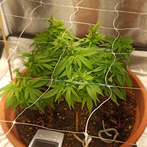 Sweet ZZ growlog photo: Após poda das folhas lança 
