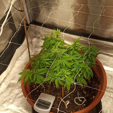 Sweet ZZ growlog timeline photo