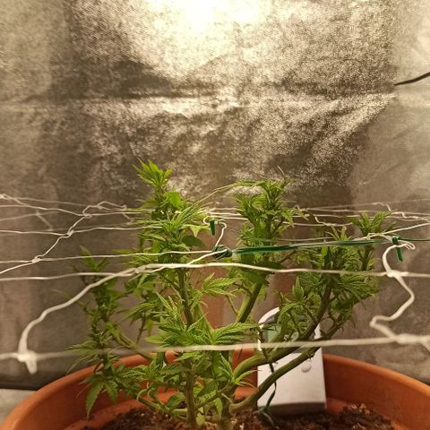 Sweet ZZ growlog timeline photo