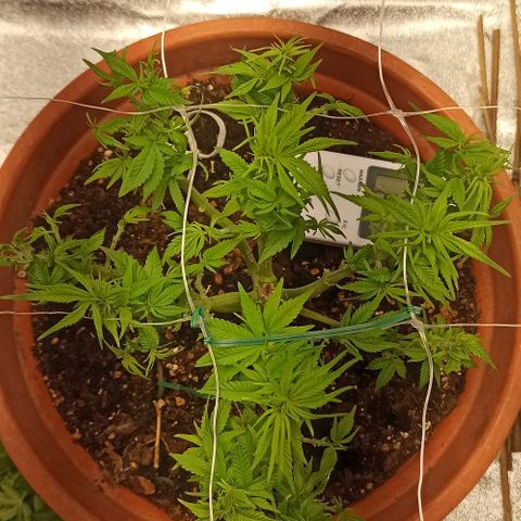 Sweet ZZ growlog timeline photo