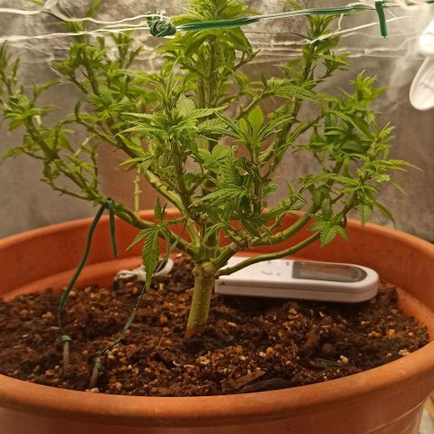 Sweet ZZ growlog timeline photo