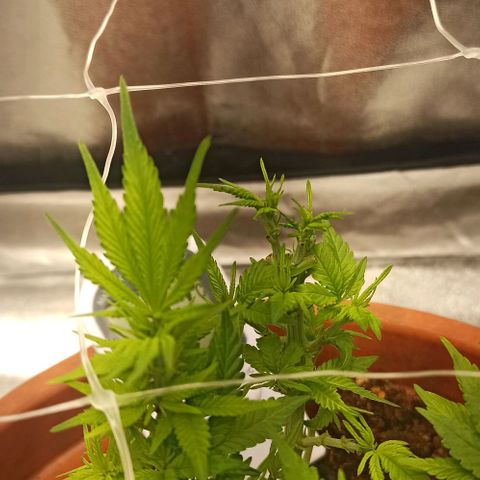 Sweet ZZ growlog timeline photo