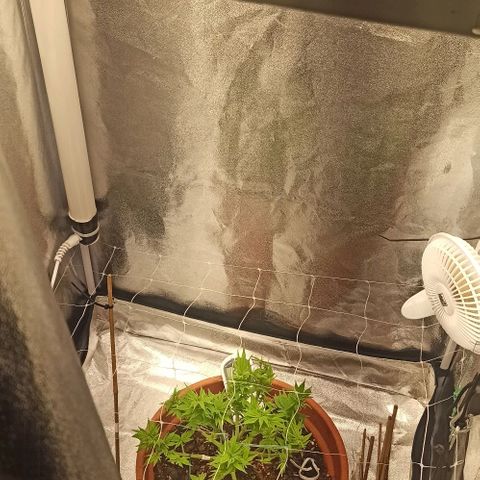 Sweet ZZ growlog timeline photo