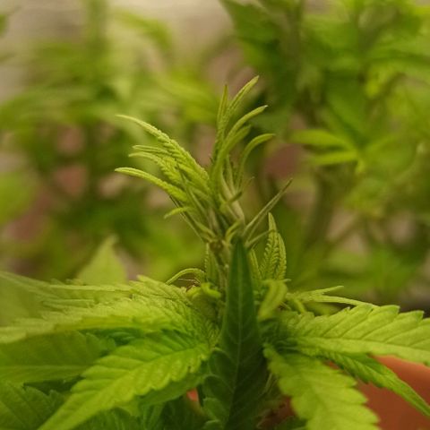 Sweet ZZ growlog timeline photo