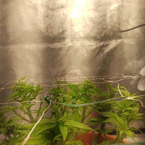 Sweet ZZ growlog timeline photo