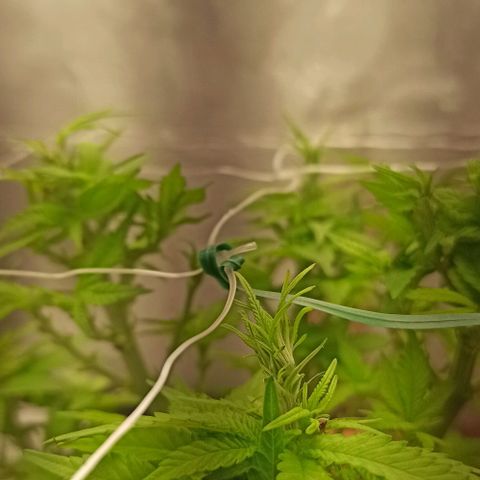Sweet ZZ growlog timeline photo