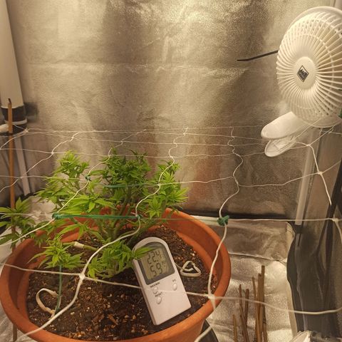 Sweet ZZ growlog timeline photo