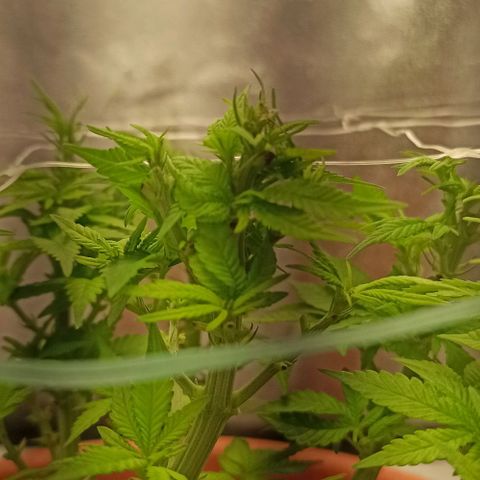 Sweet ZZ growlog timeline photo