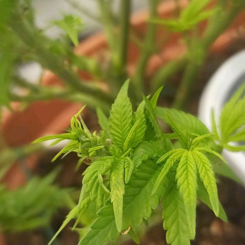 Sweet ZZ growlog timeline photo