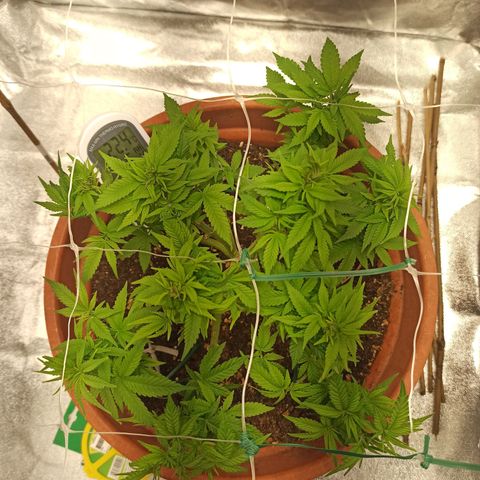 Sweet ZZ growlog timeline photo