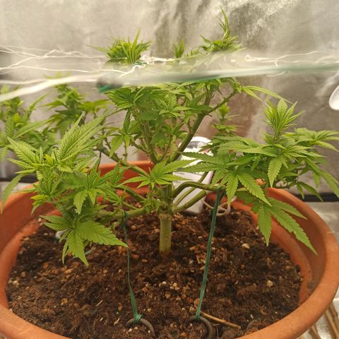 Sweet ZZ growlog timeline photo