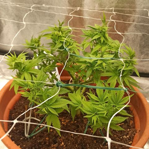 Sweet ZZ growlog timeline photo