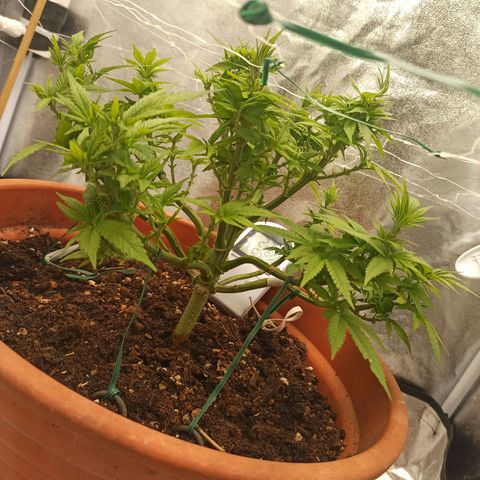 Sweet ZZ growlog timeline photo