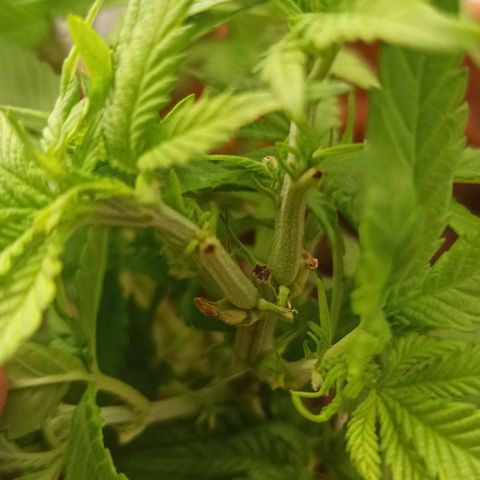 Sweet ZZ growlog photo: Resultado do teste do método topping positivo. Já conseguimos visualizar a formação de dois ramos principais no ramo onde aplicamos o método, mais visível da disparidade de "cabeças" de cada lado da planta nas fotografias tiradas ao topo da planta.