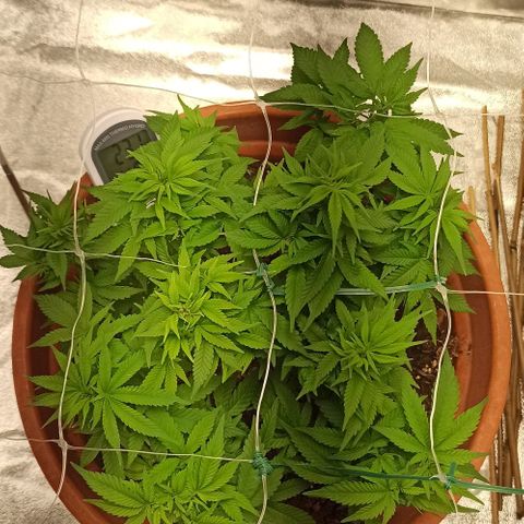 Sweet ZZ growlog photo: Resultado do teste do método topping positivo. Já conseguimos visualizar a formação de dois ramos principais no ramo onde aplicamos o método, mais visível da disparidade de "cabeças" de cada lado da planta nas fotografias tiradas ao topo da planta.