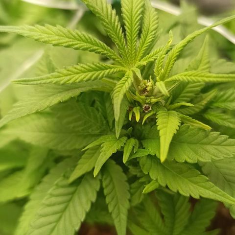 Sweet ZZ growlog photo: Resultado do teste do método topping positivo. Já conseguimos visualizar a formação de dois ramos principais no ramo onde aplicamos o método, mais visível da disparidade de "cabeças" de cada lado da planta nas fotografias tiradas ao topo da planta.