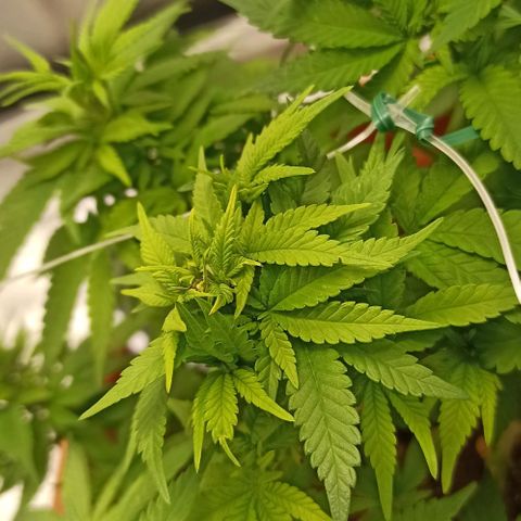 Sweet ZZ growlog photo: Resultado do teste do método topping positivo. Já conseguimos visualizar a formação de dois ramos principais no ramo onde aplicamos o método, mais visível da disparidade de "cabeças" de cada lado da planta nas fotografias tiradas ao topo da planta.