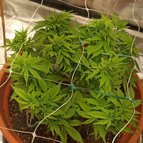 Sweet ZZ growlog photo: Resultado do teste do método topping positivo. Já conseguimos visualizar a formação de dois ramos principais no ramo onde aplicamos o método, mais visível da disparidade de "cabeças" de cada lado da planta nas fotografias tiradas ao topo da planta.