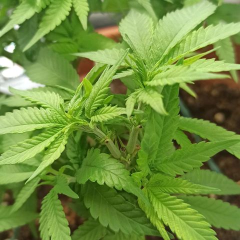 Sweet ZZ growlog photo: Resultado do teste do método topping positivo. Já conseguimos visualizar a formação de dois ramos principais no ramo onde aplicamos o método, mais visível da disparidade de "cabeças" de cada lado da planta nas fotografias tiradas ao topo da planta.