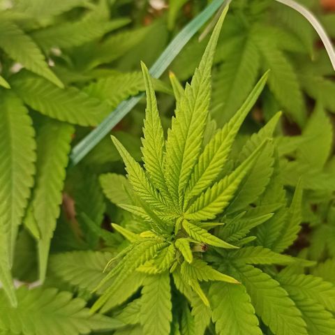 Sweet ZZ growlog photo: Resultado do teste do método topping positivo. Já conseguimos visualizar a formação de dois ramos principais no ramo onde aplicamos o método, mais visível da disparidade de "cabeças" de cada lado da planta nas fotografias tiradas ao topo da planta.