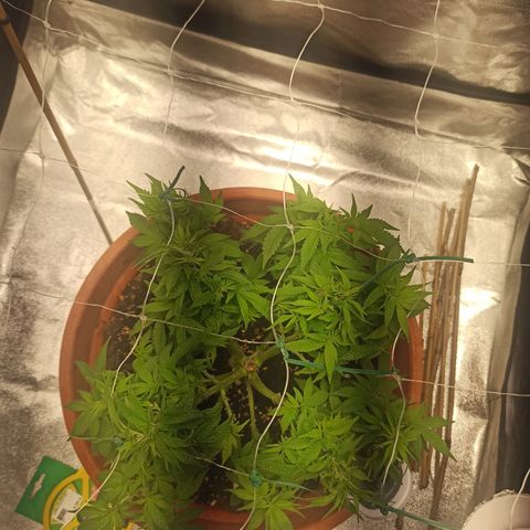 Sweet ZZ growlog photo: Temp. Entre 23/25°c
HR: entre 40/60
Poda ligeira de folhas para permitir mais penetração de luz