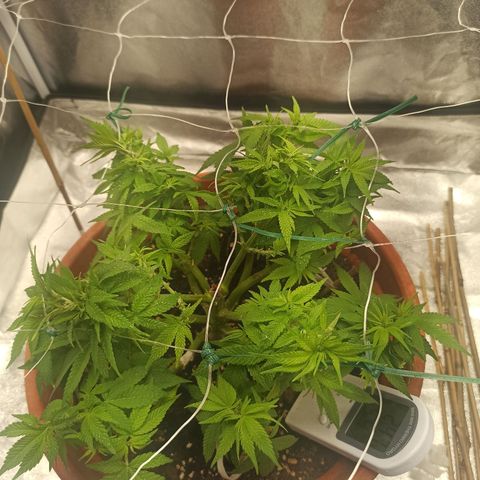 Sweet ZZ growlog photo: Temp. Entre 23/25°c
HR: entre 40/60
Poda ligeira de folhas para permitir mais penetração de luz
