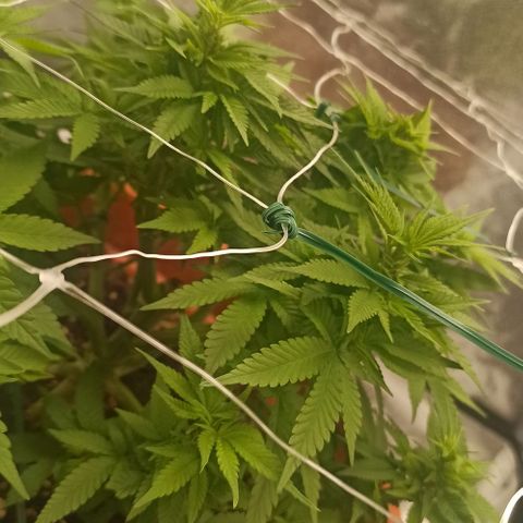 Sweet ZZ growlog photo: Temp. Entre 23/25°c
HR: entre 40/60
Poda ligeira de folhas para permitir mais penetração de luz