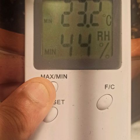 Sweet ZZ growlog photo: Temp. Entre 23/25°c
HR: entre 40/60
Poda ligeira de folhas para permitir mais penetração de luz