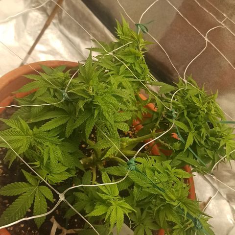 Sweet ZZ growlog photo: Temp. Entre 23/25°c
HR: entre 40/60
Poda ligeira de folhas para permitir mais penetração de luz