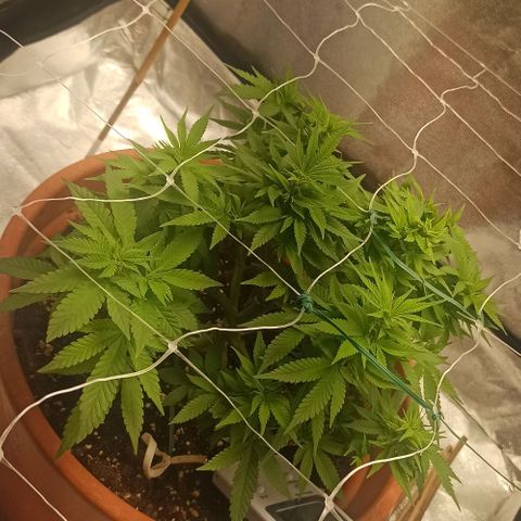 Sweet ZZ growlog photo: Temp. Entre 23/25°c
HR: entre 40/60
Poda ligeira de folhas para permitir mais penetração de luz