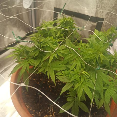 Sweet ZZ growlog photo: Temp. Entre 23/25°c
HR: entre 40/60
Poda ligeira de folhas para permitir mais penetração de luz