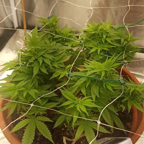 Sweet ZZ growlog photo: Temp entre 23/26
HR entre 40/60
Condições ideais cumpridas diariamente durante 24H