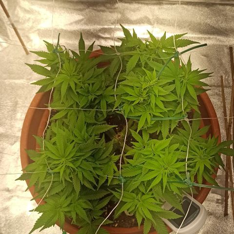Sweet ZZ growlog photo: Temp entre 23/26
HR entre 40/60
Condições ideais cumpridas diariamente durante 24H