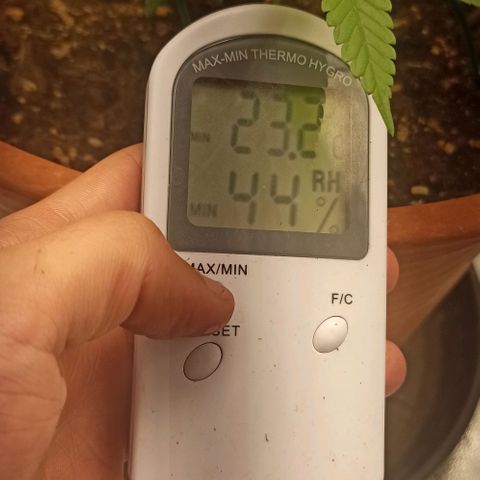 Sweet ZZ growlog photo: Temp entre 23/26
HR entre 40/60
Condições ideais cumpridas diariamente durante 24H