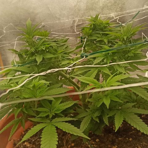 Sweet ZZ growlog photo: Temp entre 23/26
HR entre 40/60
Condições ideais cumpridas diariamente durante 24H