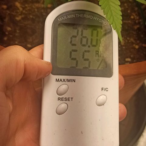 Sweet ZZ growlog photo: Temp entre 23/26
HR entre 40/60
Condições ideais cumpridas diariamente durante 24H