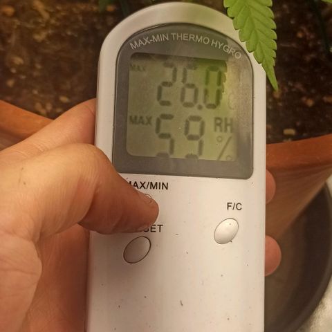 Sweet ZZ growlog photo: Temp entre 23/26
HR entre 40/60
Condições ideais cumpridas diariamente durante 24H