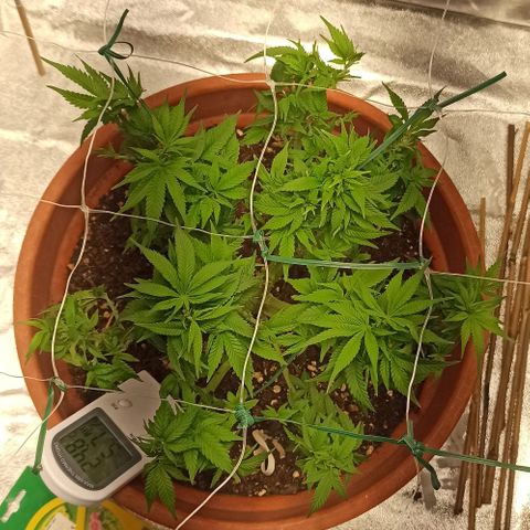 Sweet ZZ growlog timeline photo