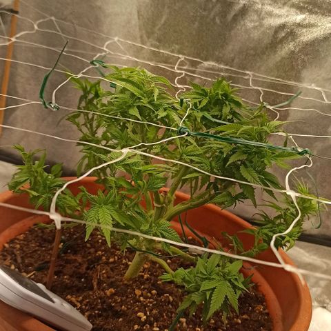 Sweet ZZ growlog timeline photo